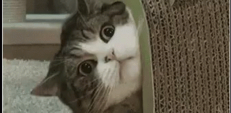 Cats Shookt GIF - Cats Shookt Play Time GIFs