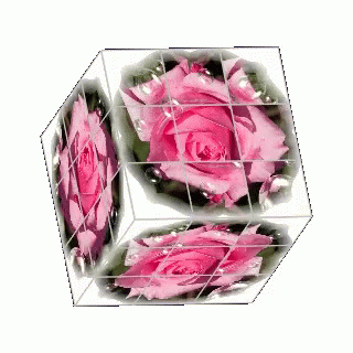 Rose In GIF - Rose In Cubes GIFs