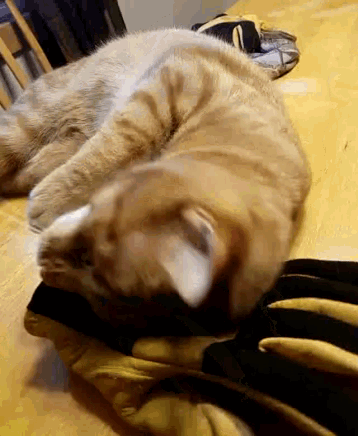 Cat Gloves GIF - Cat Gloves GIFs