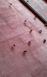 a bunch of bugs are crawling on a red blanket