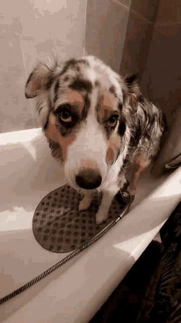 a brown and white dog standing in a bathtub