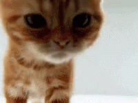 Cat Sniff GIF - Cat Sniff Cute GIFs