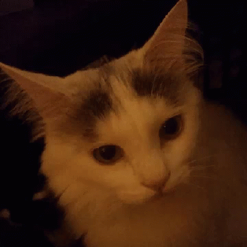 Cat Crying GIF - Cat Crying GIFs
