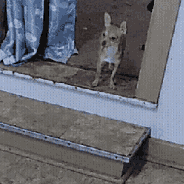 a small brown dog standing on a set of stairs