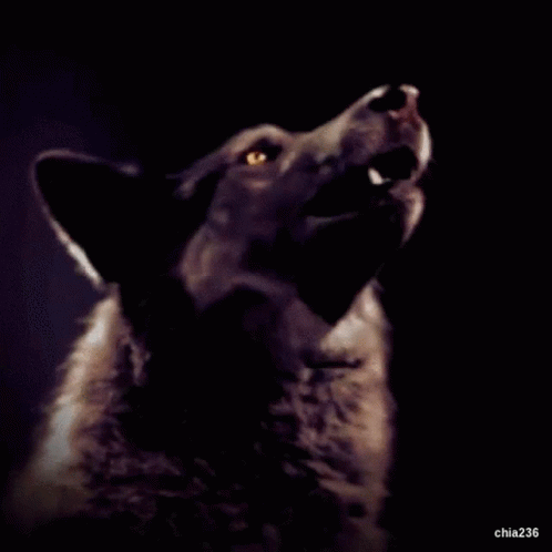 Howling Howl At The Moon GIF - Howling Howl At The Moon Dark Wolf GIFs