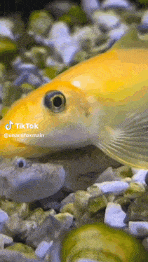 Fish Suck GIF - Fish Suck GIFs