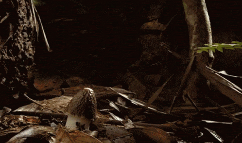 Mushroom Sprout GIF - Mushroom Sprout Up GIFs