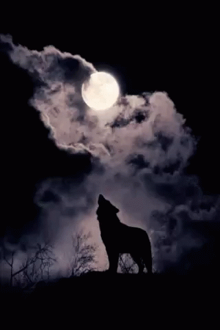 Moon Wolf GIF - Moon Wolf GIFs