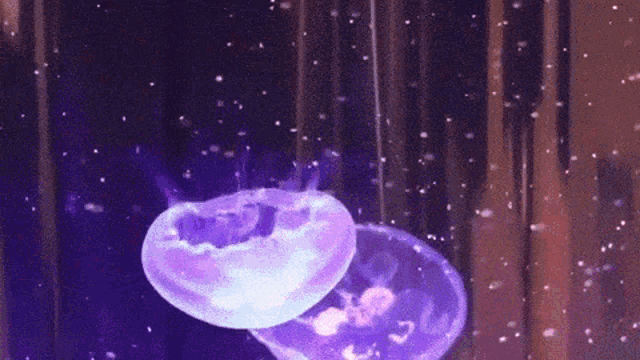 Jellyfish Dance GIF - Jellyfish Dance Sea GIFs
