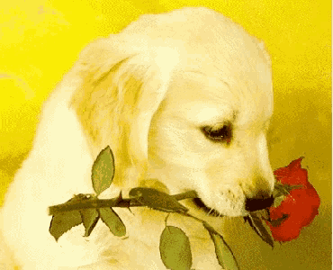 a puppy with a rose in its mouth on a yellow background