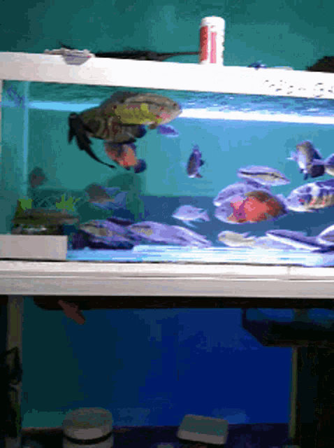 Aquarium Fishes GIF - Aquarium Fishes Swimming GIFs