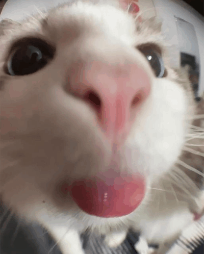 Car Cat Meme GIF - Car Cat Meme Silly Cat GIFs