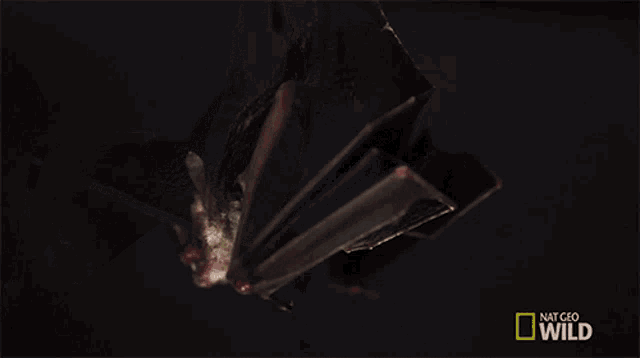 Ready To Fly Lesser Long Nosed Bat GIF - Ready To Fly Lesser Long Nosed Bat Wings GIFs