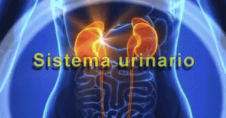 Sistema Urinario Urinary System GIF - Sistema Urinario Urinary System Urinary GIFs