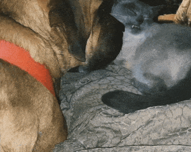 a dog and a cat are sleeping on a couch