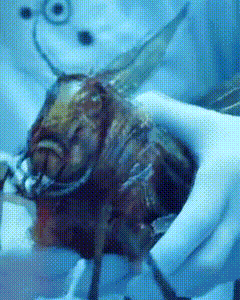 a person is holding a fly in their hands