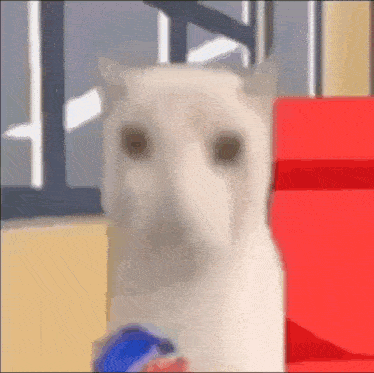 a white cat is holding a pepsi can in front of a window .