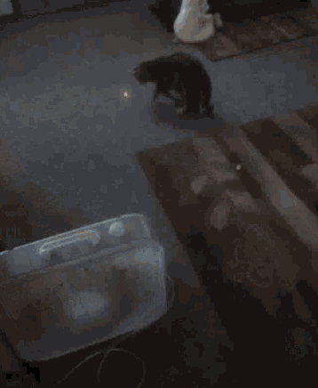 a cat is playing with a toy that has a light on it