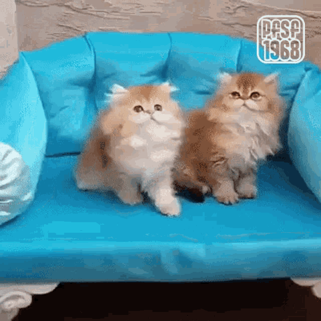 two fluffy cats sitting on a blue couch .