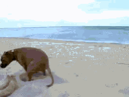 Dog Beach GIF - Dog Beach GIFs