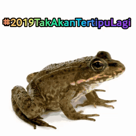 a frog on a white background with the words # 2019takakan tertipulagi behind it