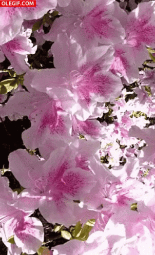 Flowers Spring GIF - Flowers Spring Pink GIFs