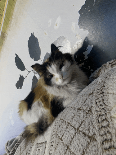 a calico cat laying on a rug with a leaf silhouette on the wall behind it