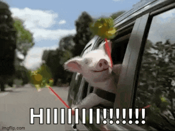 a pig is sticking its head out of the window of a car and smiling .