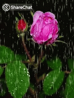 गुलाब बारिश GIF - गुलाब बारिश बरसात GIFs