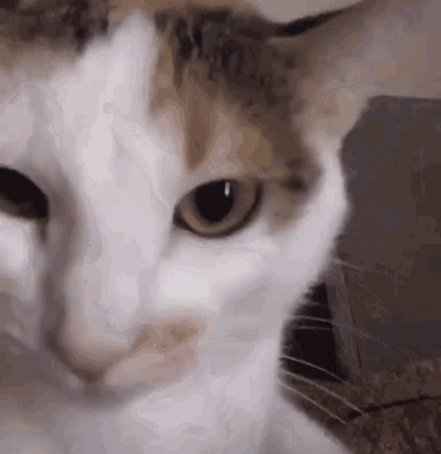 a close up of a calico cat looking at the camera with a serious look on its face .