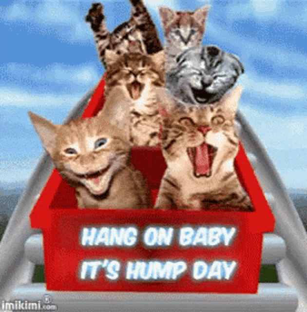 a bunch of cats are riding a roller coaster with the words hang on baby it 's hump day