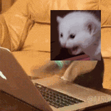 a laptop with a picture of a kitten on it