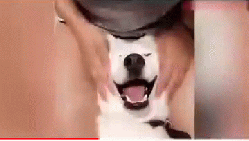 Dog Relax GIF - Dog Relax Chill GIFs
