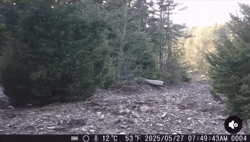 a picture of a forest with a temperature of 53 degrees fahrenheit