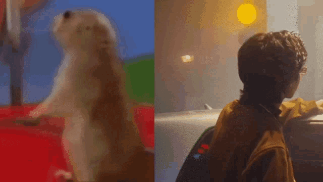 a hamster is standing on its hind legs next to a person with a backpack