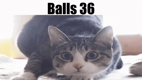 a cat with balls 36 written on the bottom of it
