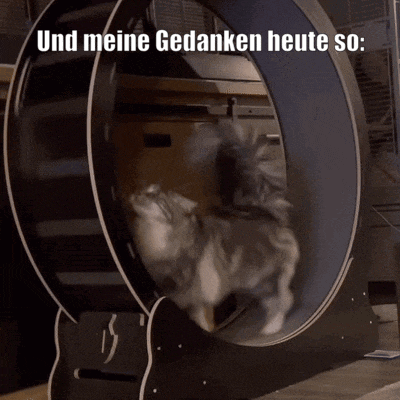 a cat is playing in a wheel with the words und meine gedanken heute so below it