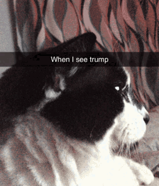 When I See Trump What GIF - When I See Trump What Cat GIFs