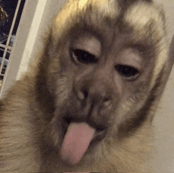 a close up of a monkey 's face with its tongue out