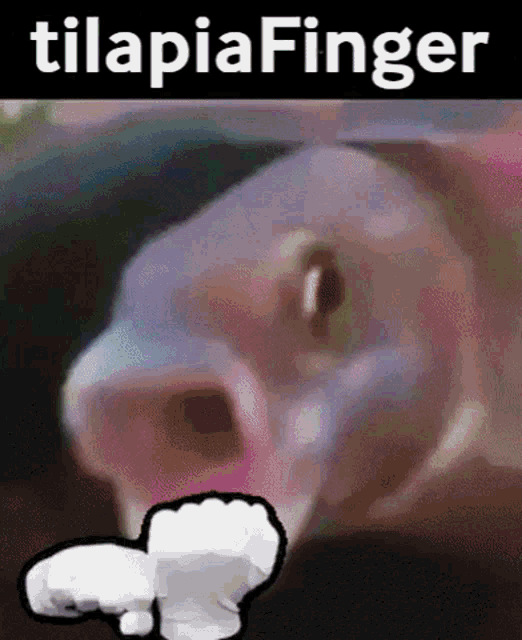 Tilapia Tilapiafinger GIF - Tilapia Tilapiafinger Finger GIFs