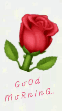 a red rose with green leaves is on a white background with the words good morning written below it