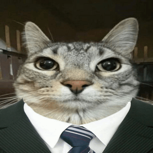 кот котики GIF - кот котики своффорд GIFs