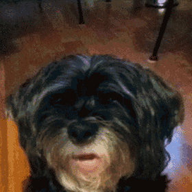 a close up of a small black dog with its mouth open