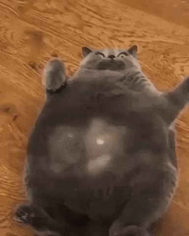 a fat cat is laying on its back on the floor .