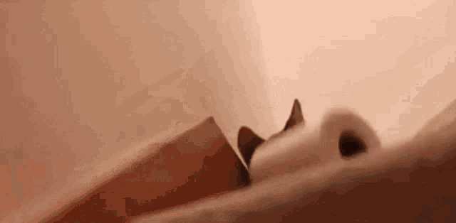 a close up of a cat laying on a bed looking up .