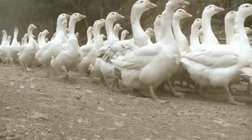 Duck Waddle GIF - Duck Waddle Army Of Ducks GIFs
