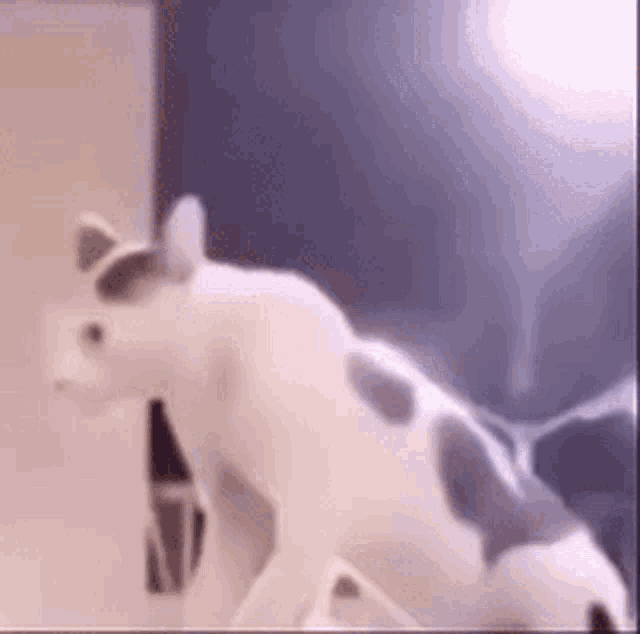 Cat Suprised Cat GIF - Cat Suprised Cat Tiktok Cat GIFs