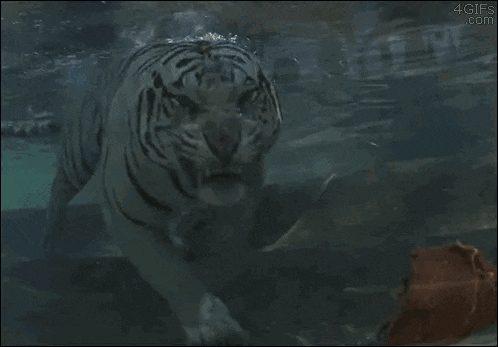 a white tiger is swimming in the water with its mouth open and its teeth showing .