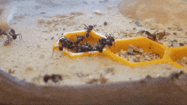 Camponotus Nicobarensis Ants GIF - Camponotus Nicobarensis Ants Camponotus GIFs