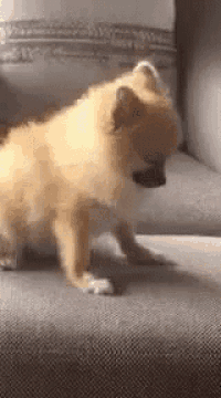 a pomeranian dog is sitting on a couch looking at the camera .